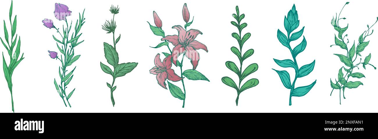 Hand Drawn Wildflowers Colorful Vector Illustrations Collection ...