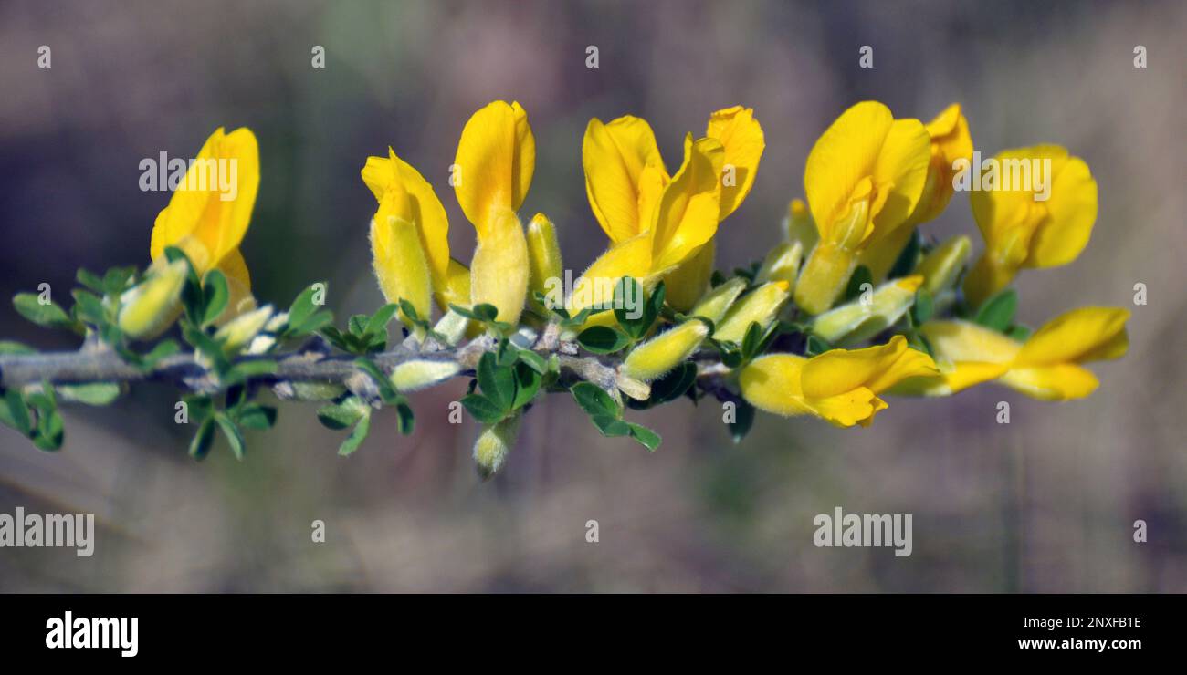 Chamaecytisus ruthenicus blooms in the wild in spring Stock Photo