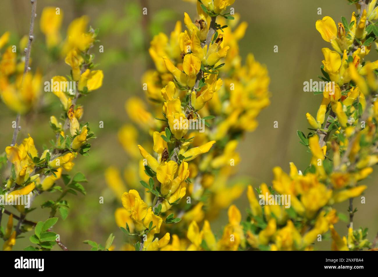 Chamaecytisus ruthenicus blooms in the wild in spring Stock Photo