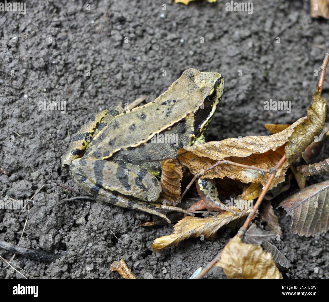 Grass frog (Rana temporaria) in the wild Stock Photo