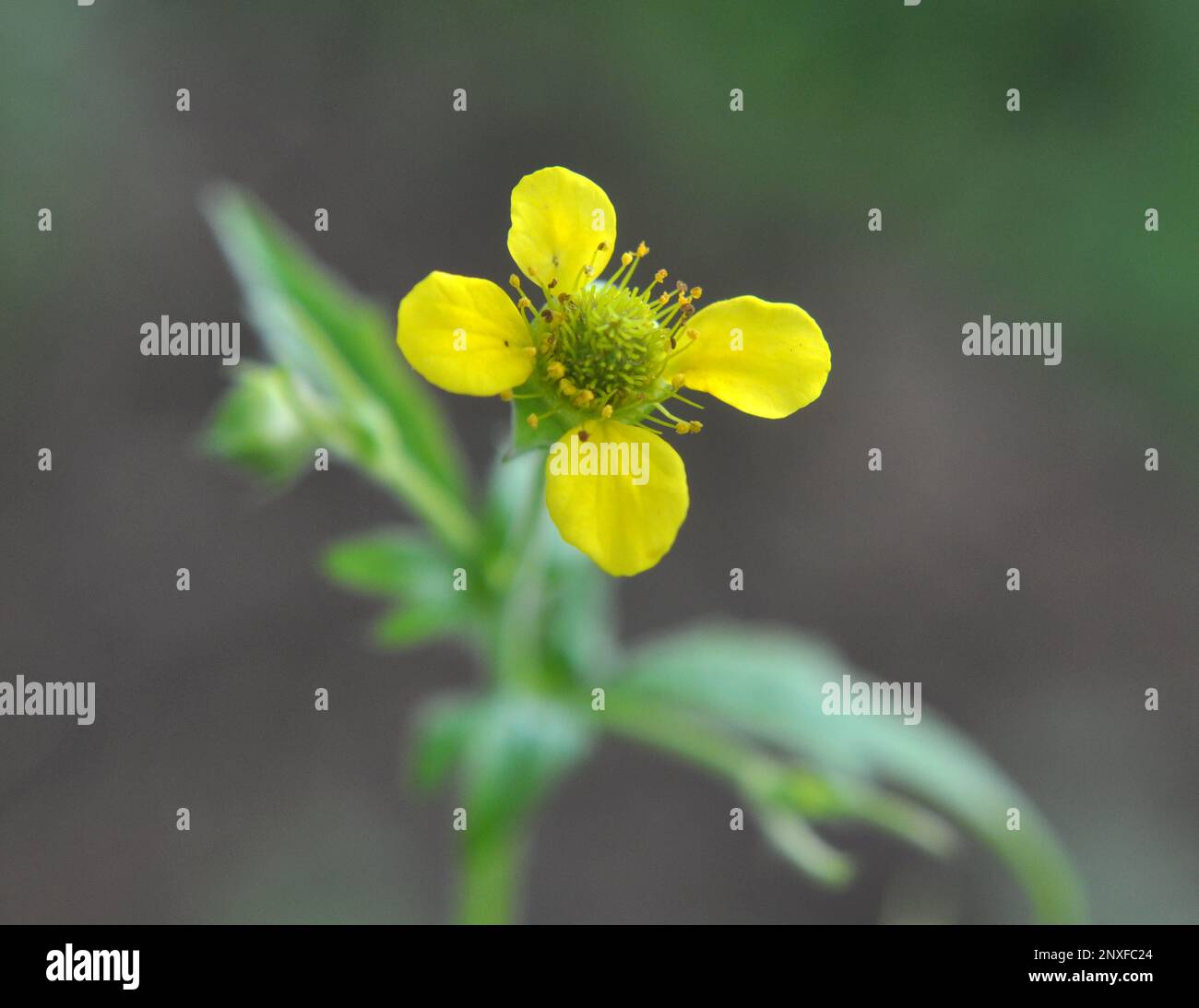 Geum urbanum grows in the wild among grasses Stock Photo