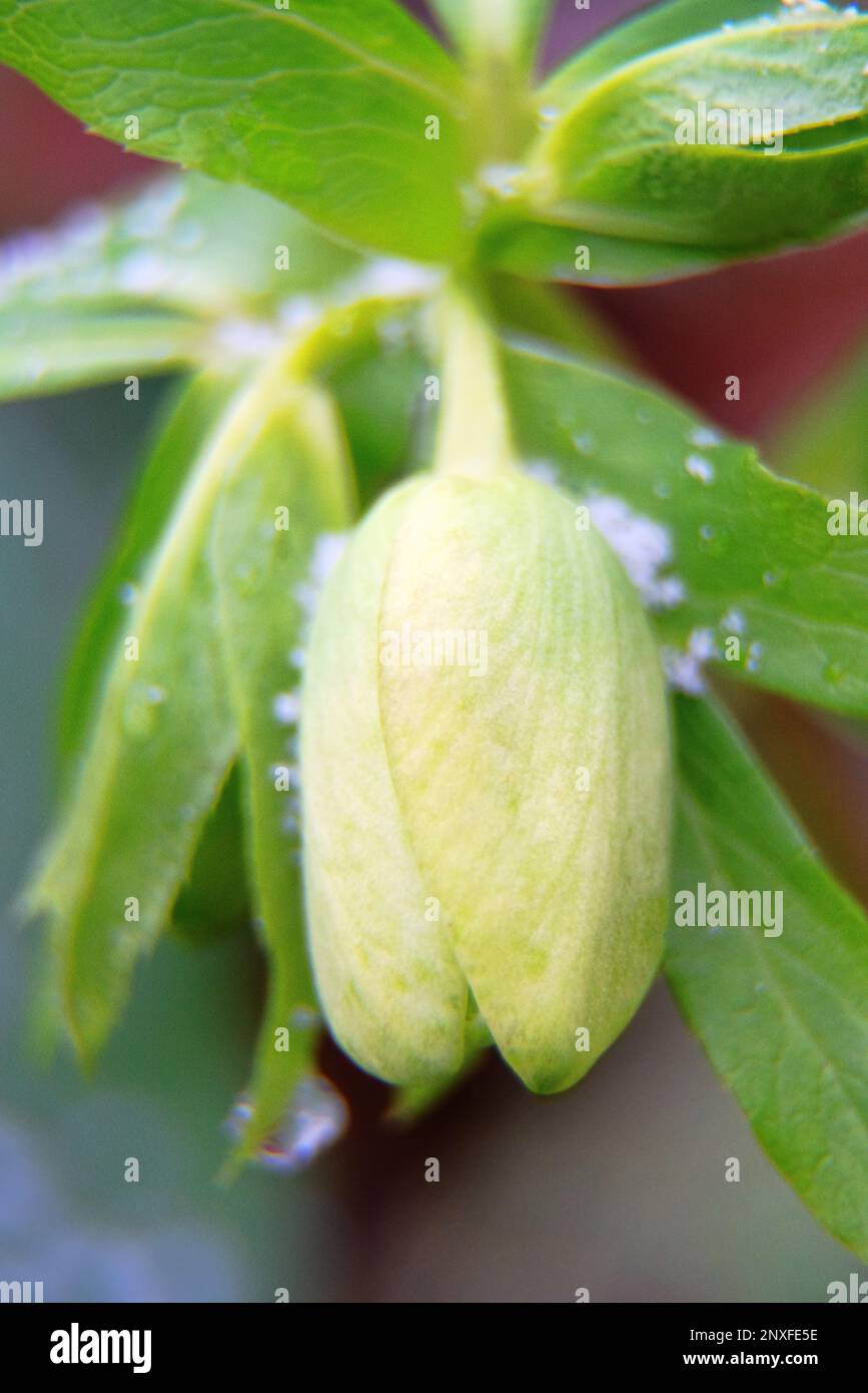 Christmas flower (Helleborus) are depicted in closeup. This unusual