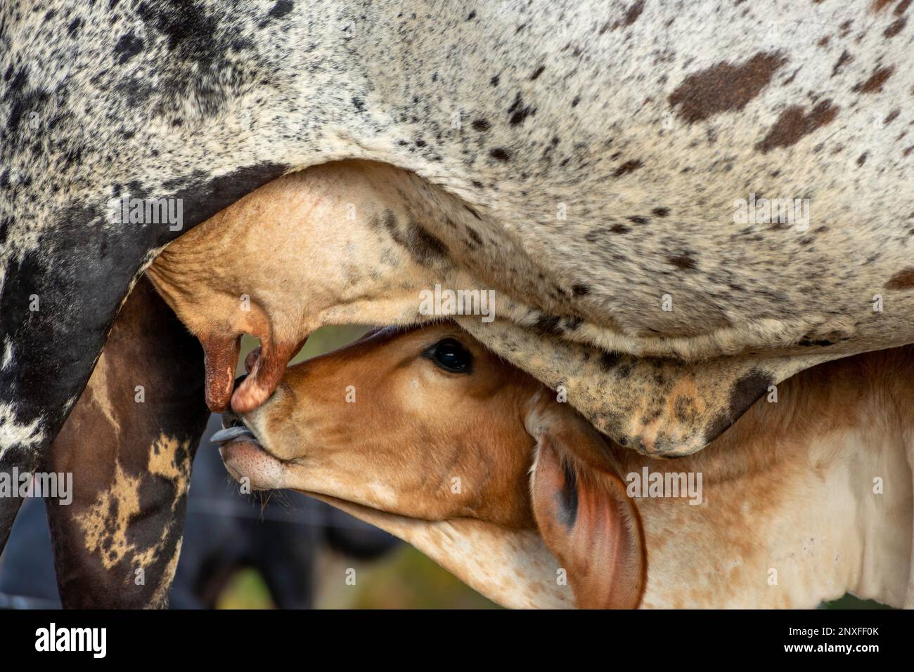 calf suckling milk on cow Stock Photo - Alamy