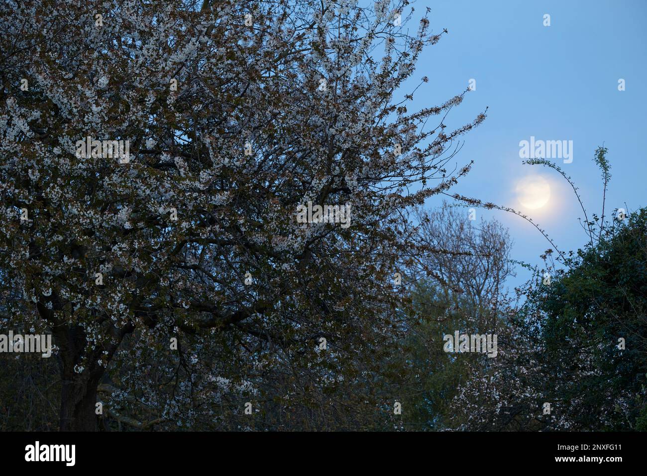 Moon behind tree in full blossom, Telegraph Hill, London Stock Photo