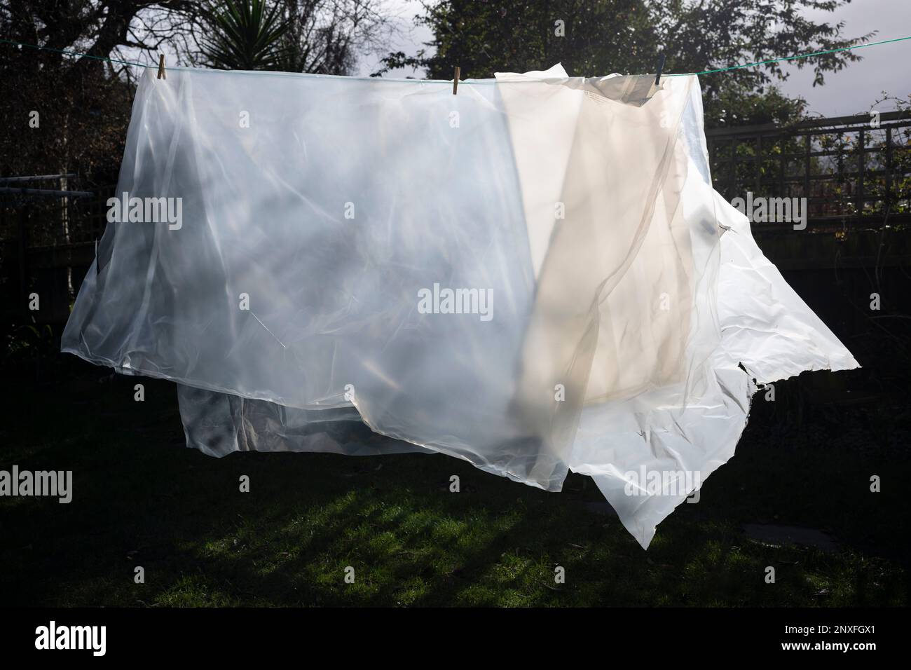 Plastic sheeting that's been pegged to a washing line for airing, has the appearance of an animal or beast of some some description - possibly a lion or other big cat - in a south London back garden, on 25th February 2023, in London, England. Stock Photo