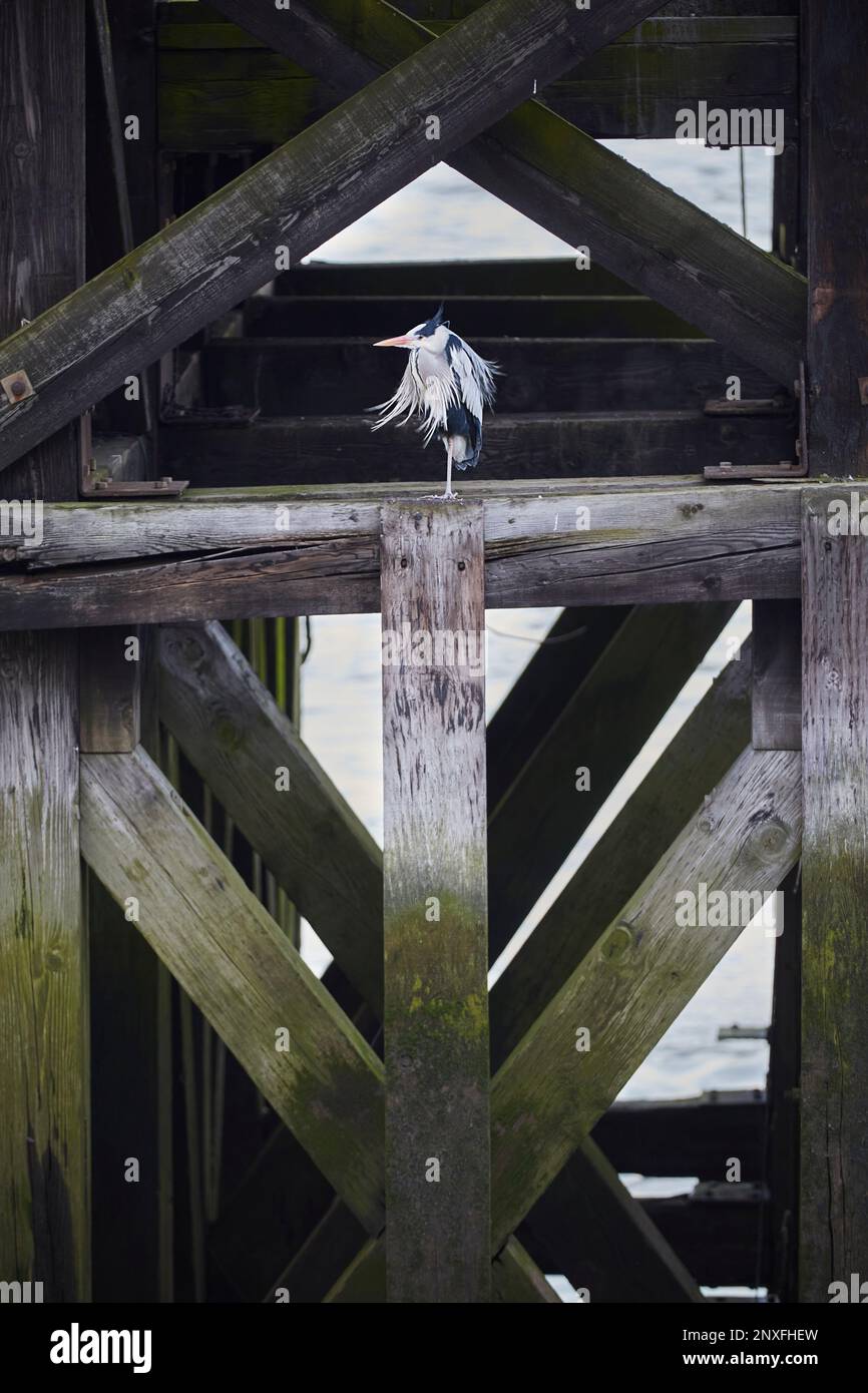 Heron on wooden wharf struts, London, England, GB Stock Photo