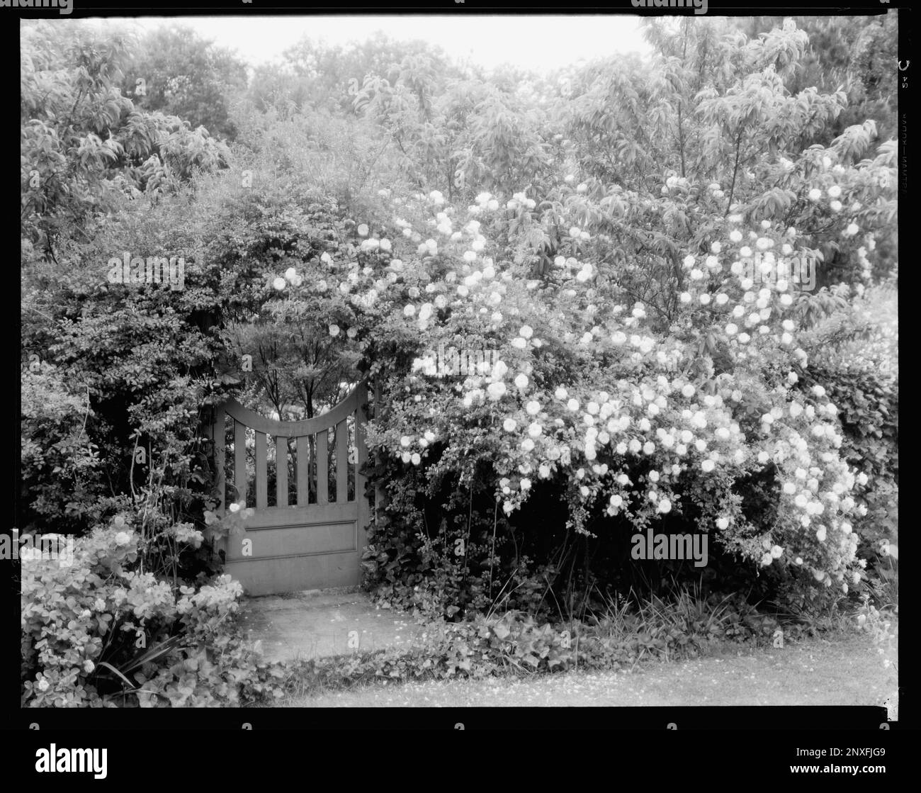 Reveille House, 4200 Cary Street, Richmond, Henrico County, Virginia. Carnegie Survey of the Architecture of the South. United States  Virginia  Henrico County  Richmond, Gates, Vines, Gardens. Stock Photo