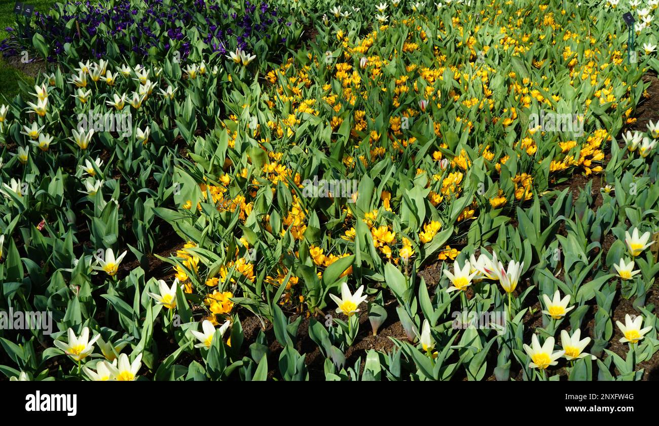 Yellow white botanical Tulip called Tarda combined with yellow crocuses. This is first commercial botanical Tulip. Stock Photo