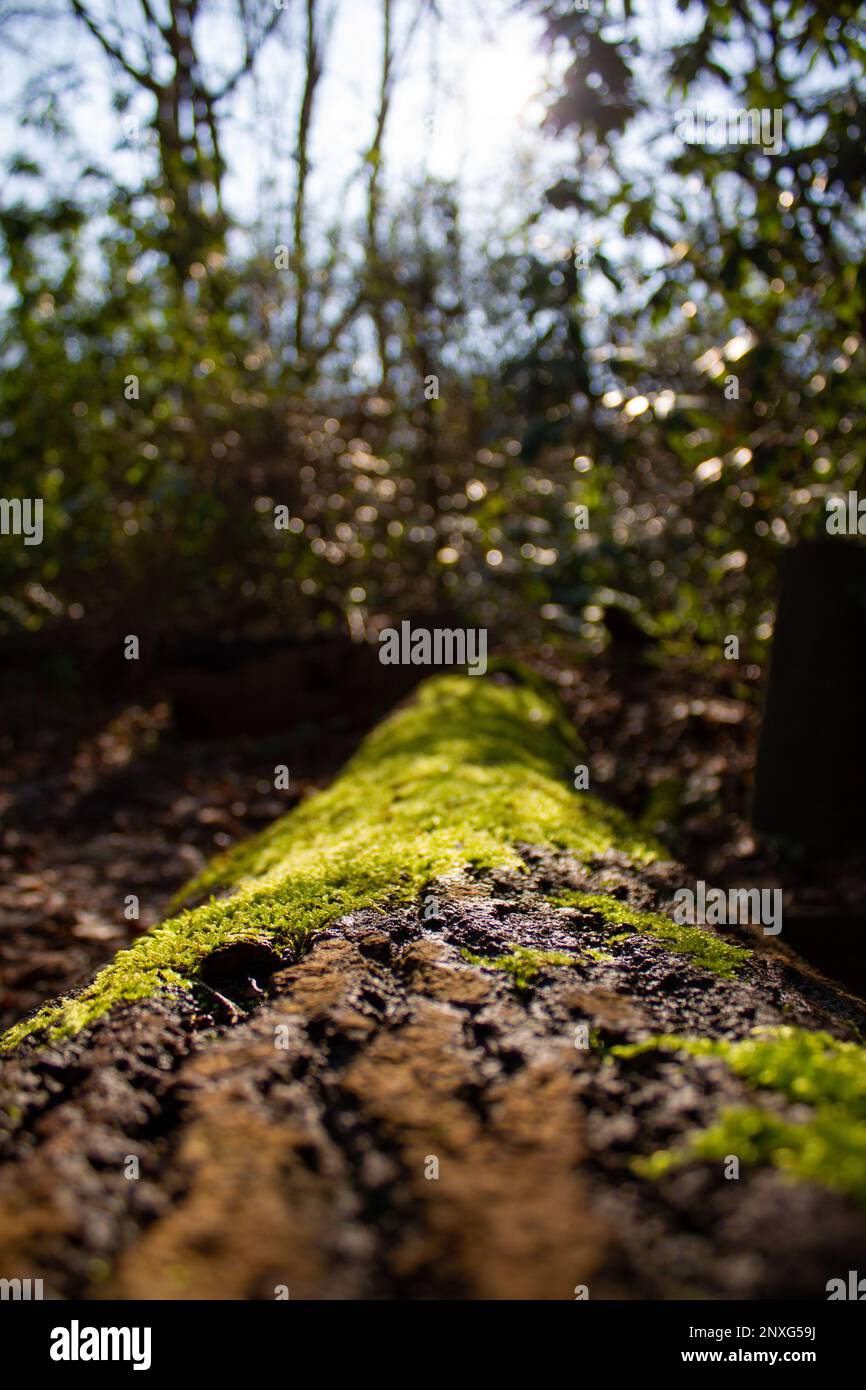brown fallen tree with blurry mossy background and trees Stock Photo