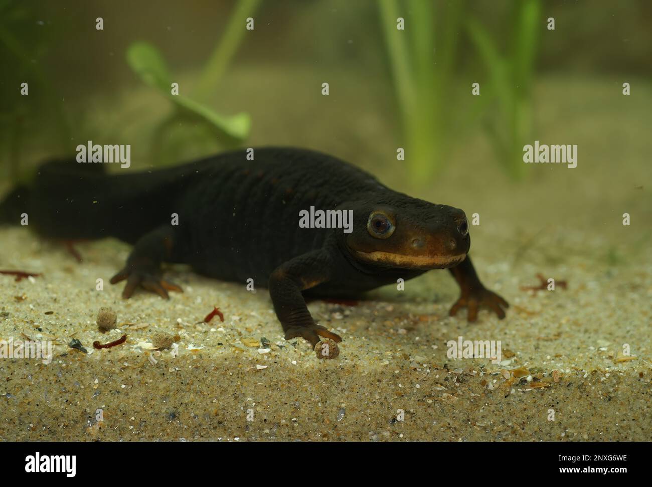 Detailed closeup ona dark Taunggyi Crocodile Newt, Tylototriton shanorum, underwater Stock Photo