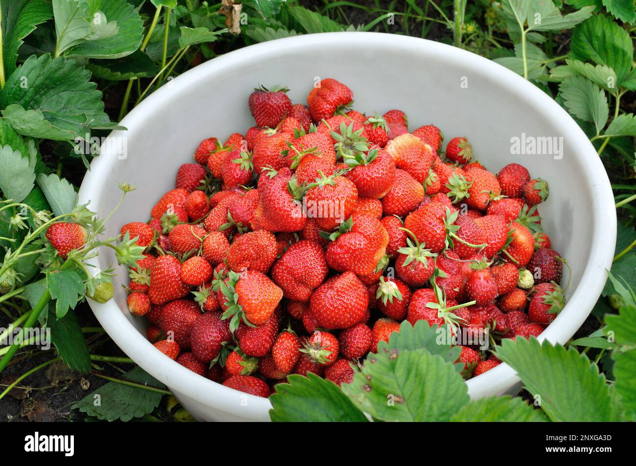 close-up of fresh ripe strawberries after harvesting Stock Photo