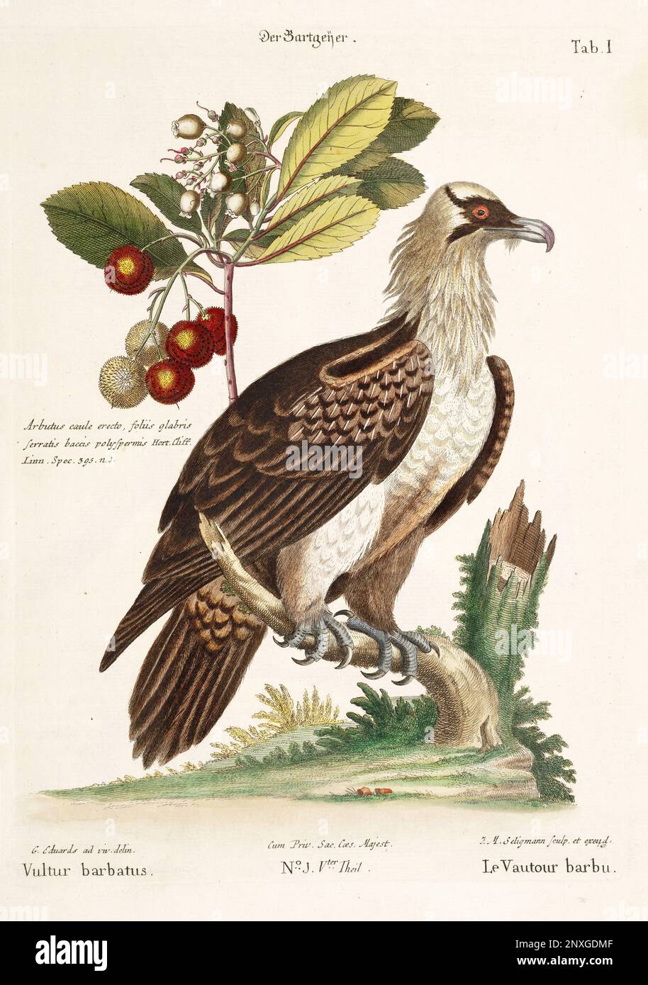 Bird illustration - The bearded Vulture - Antique plate of the dutch book: Collection of foreign and rare birds, illustrated by George Edwards-1772 Stock Photo