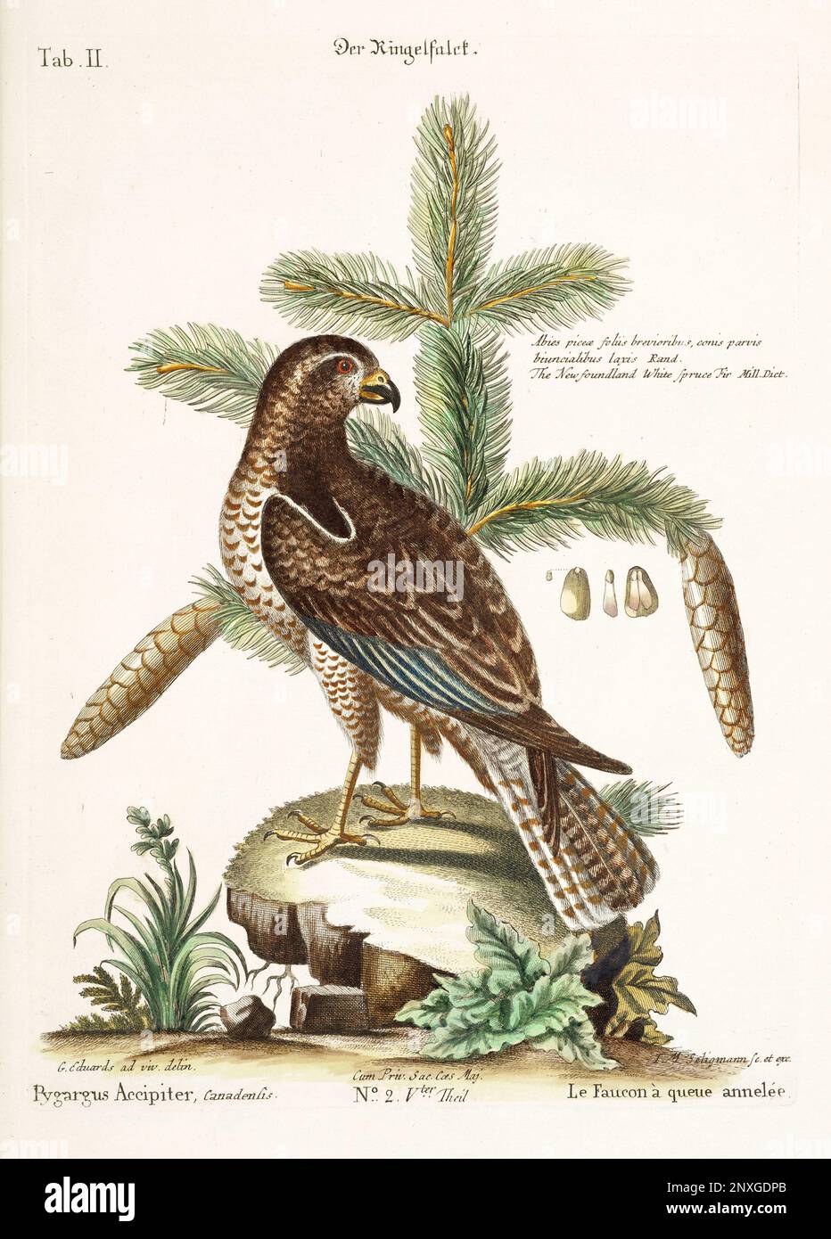 Bird illustration - The Falcon - Antique plate of the dutch book: Collection of foreign and rare birds, illustrated by George Edwards-1772 Stock Photo