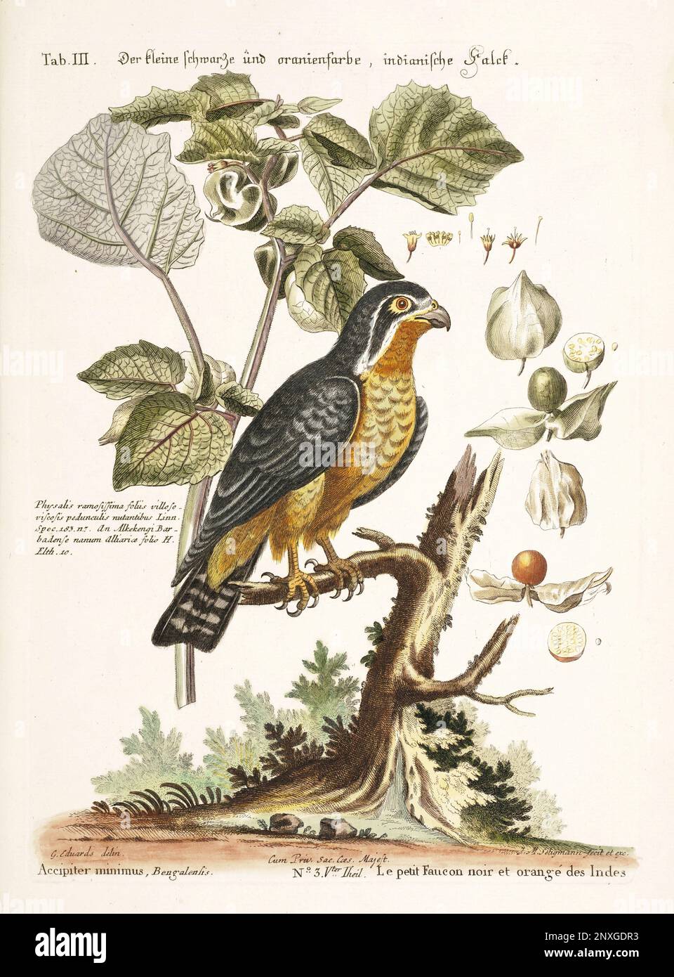 Bird illustration-The little black Falcon-Antique plate of the dutch book: Collection of foreign and rare birds, illustrated by George Edwards-1772 Stock Photo