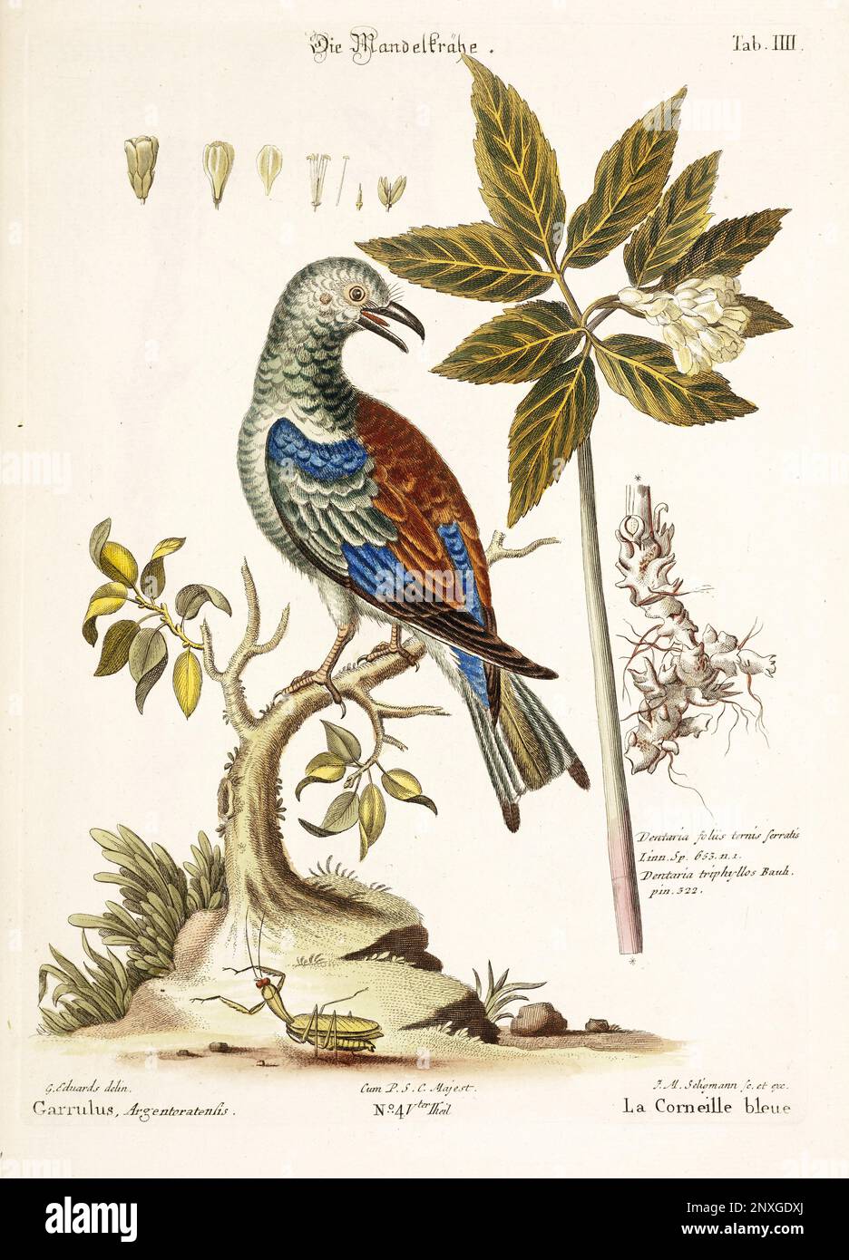 Bird illustration - The Blue Crow - Antique plate of the dutch book: Collection of foreign and rare birds, illustrated by George Edwards-1772 Stock Photo