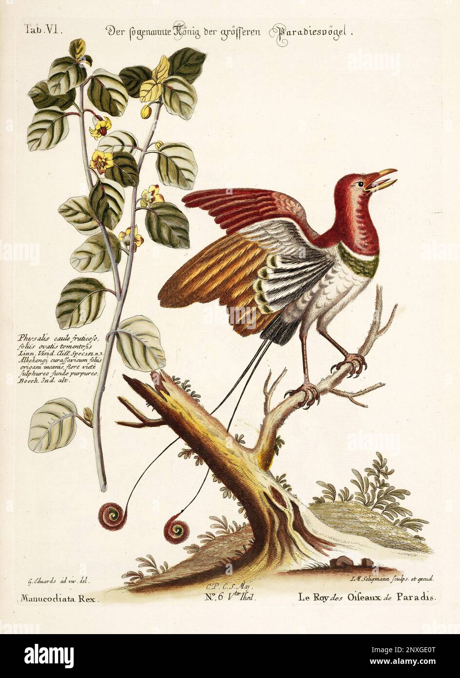Bird illustration - Bird of Paradise - Antique plate of the dutch book: Collection of foreign and rare birds, illustrated by George Edwards-1772 Stock Photo