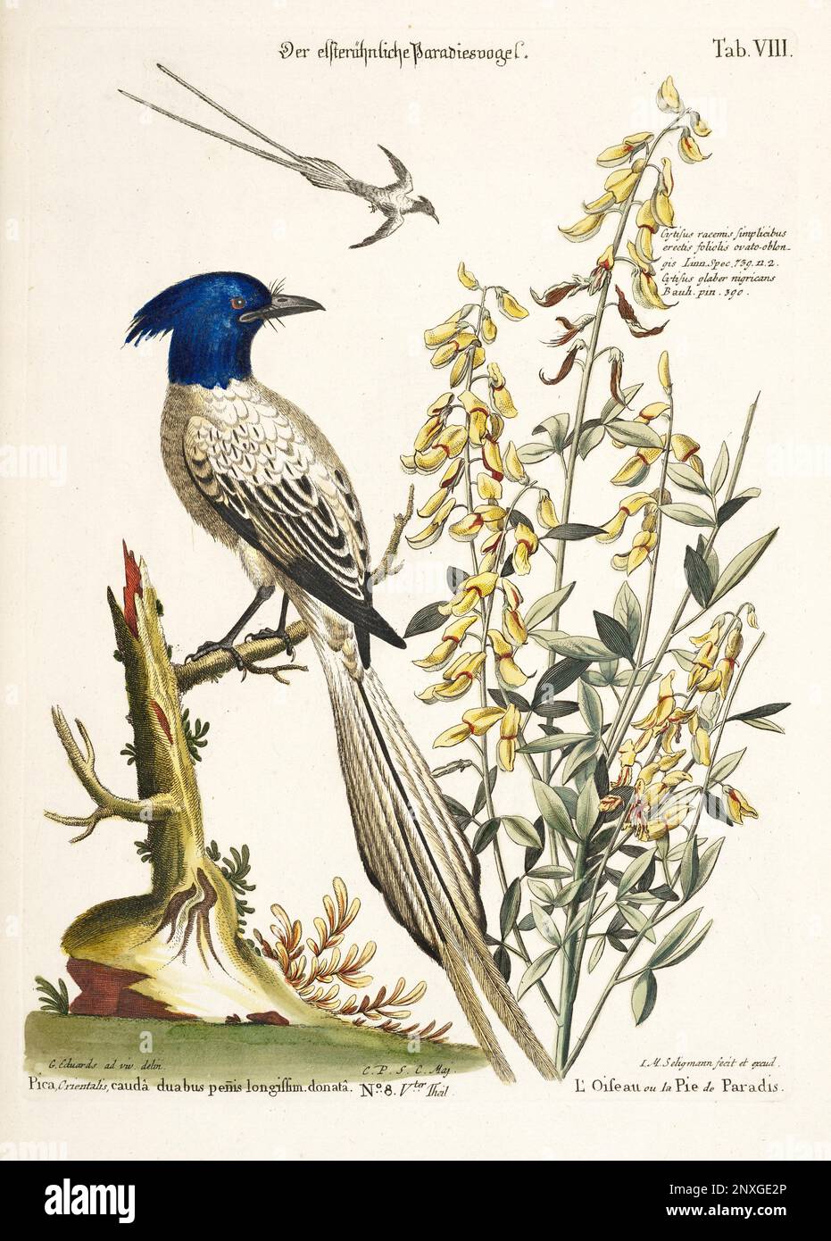 Bird illustration - Bird of Paradise - Antique plate of the dutch book: Collection of foreign and rare birds, illustrated by George Edwards-1772 Stock Photo