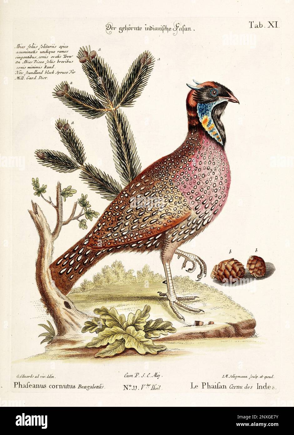 Bird illustration - The Pheasant - Antique plate of the dutch book: Collection of foreign and rare birds, illustrated by George Edwards-1772 Stock Photo