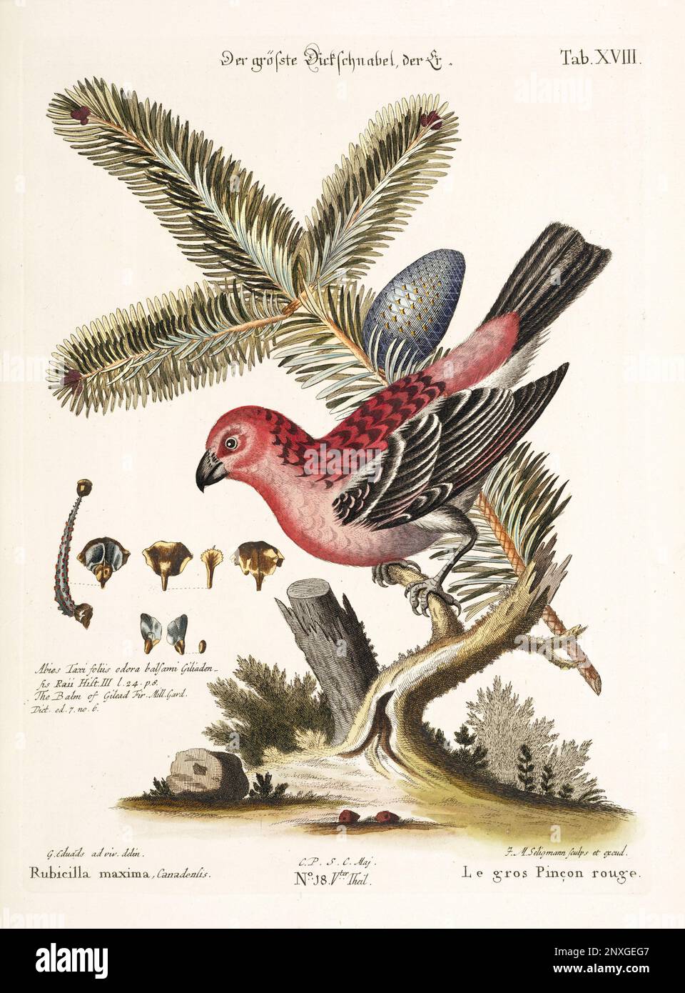 Bird illustration - Great Rosefinch -Antique plate of the dutch book: Collection of foreign and rare birds, illustrated by George Edwards-1772 Stock Photo