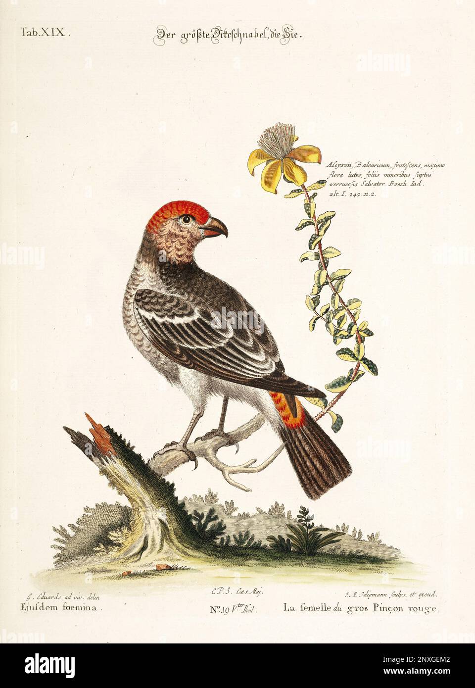 Bird illustration - Great Rosefinch -Antique plate of the dutch book: Collection of foreign and rare birds, illustrated by George Edwards-1772 Stock Photo