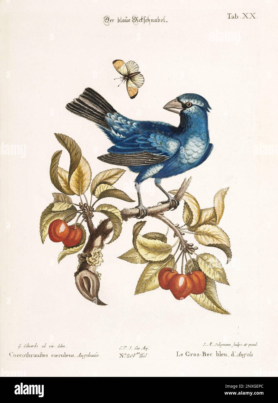 Bird illustration-The Blue Grosbeak-Antique plate of the dutch book: Collection of foreign and rare birds, illustrated by George Edwards-1772 Stock Photo