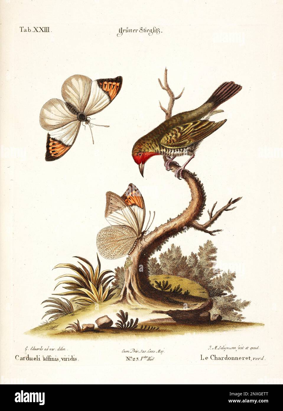 Bird illustration-A Goldfinch and Butterflies-Antique plate of the dutch book: Collection of foreign and rare birds, illustrated by George Edward-1772 Stock Photo