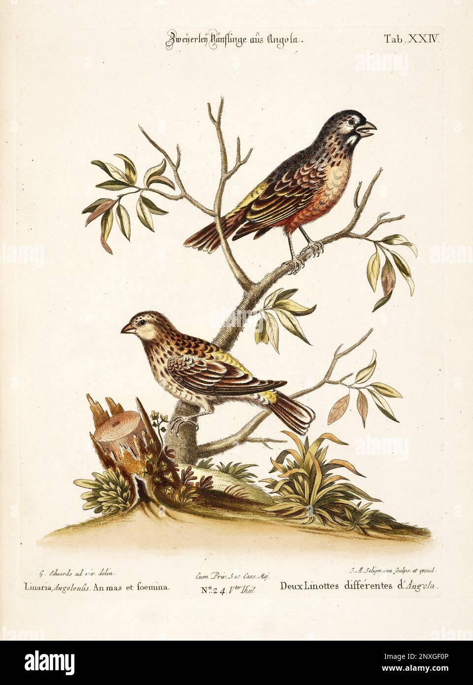 Bird illustration - The Linnet Bird - Antique plate of the dutch book: Collection of foreign and rare birds, illustrated by George Edwards-1772 Stock Photo