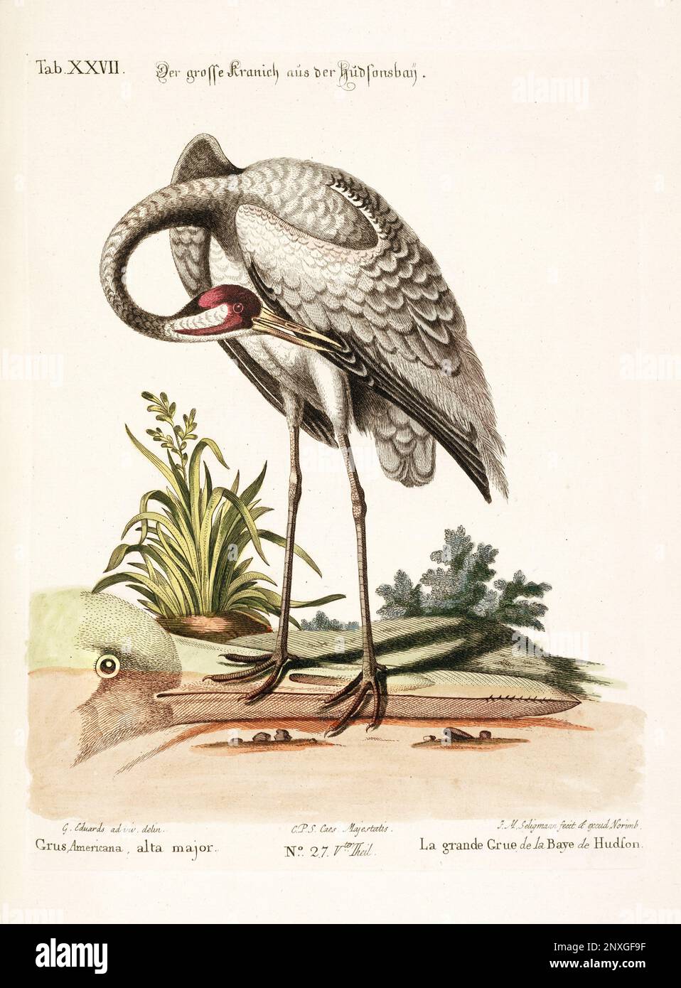 Bird illustration - The Big Crane - Antique plate of the dutch book: Collection of foreign and rare birds, illustrated by George Edwards-1772 Stock Photo