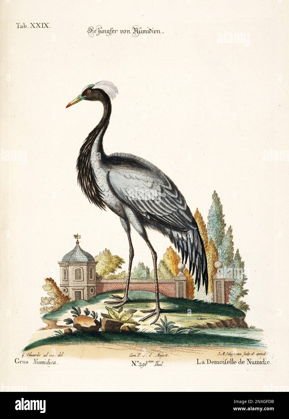 Bird illustration - The Crane - Antique plate of the dutch book: Collection of foreign and rare birds, illustrated by George Edwards-1772 Stock Photo