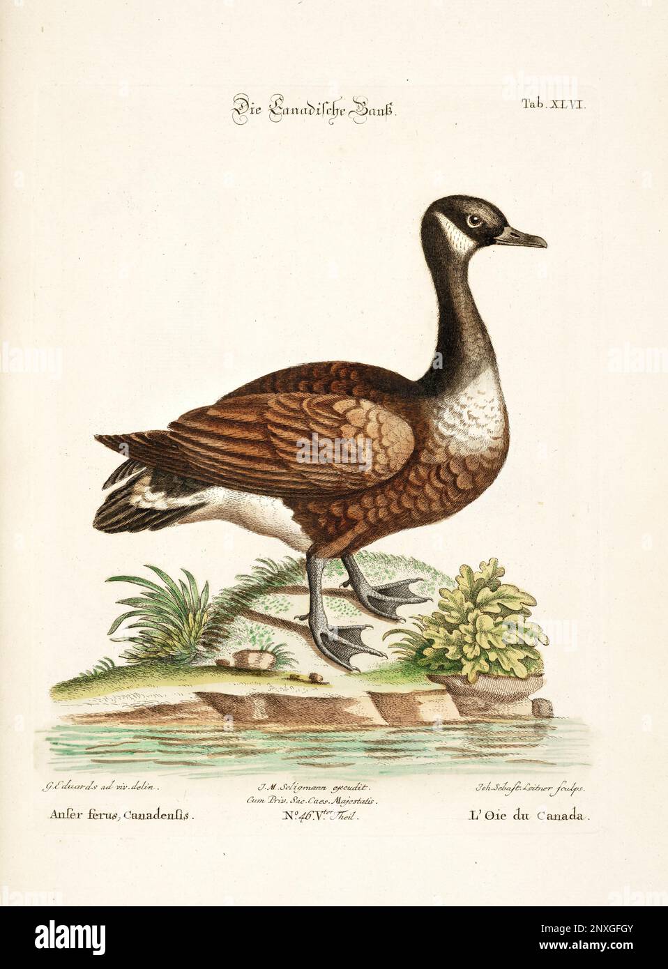 Bird illustration-The Goose-Antique plate of the dutch book: Collection of foreign and rare birds, illustrated by George Edwards-1772 Stock Photo