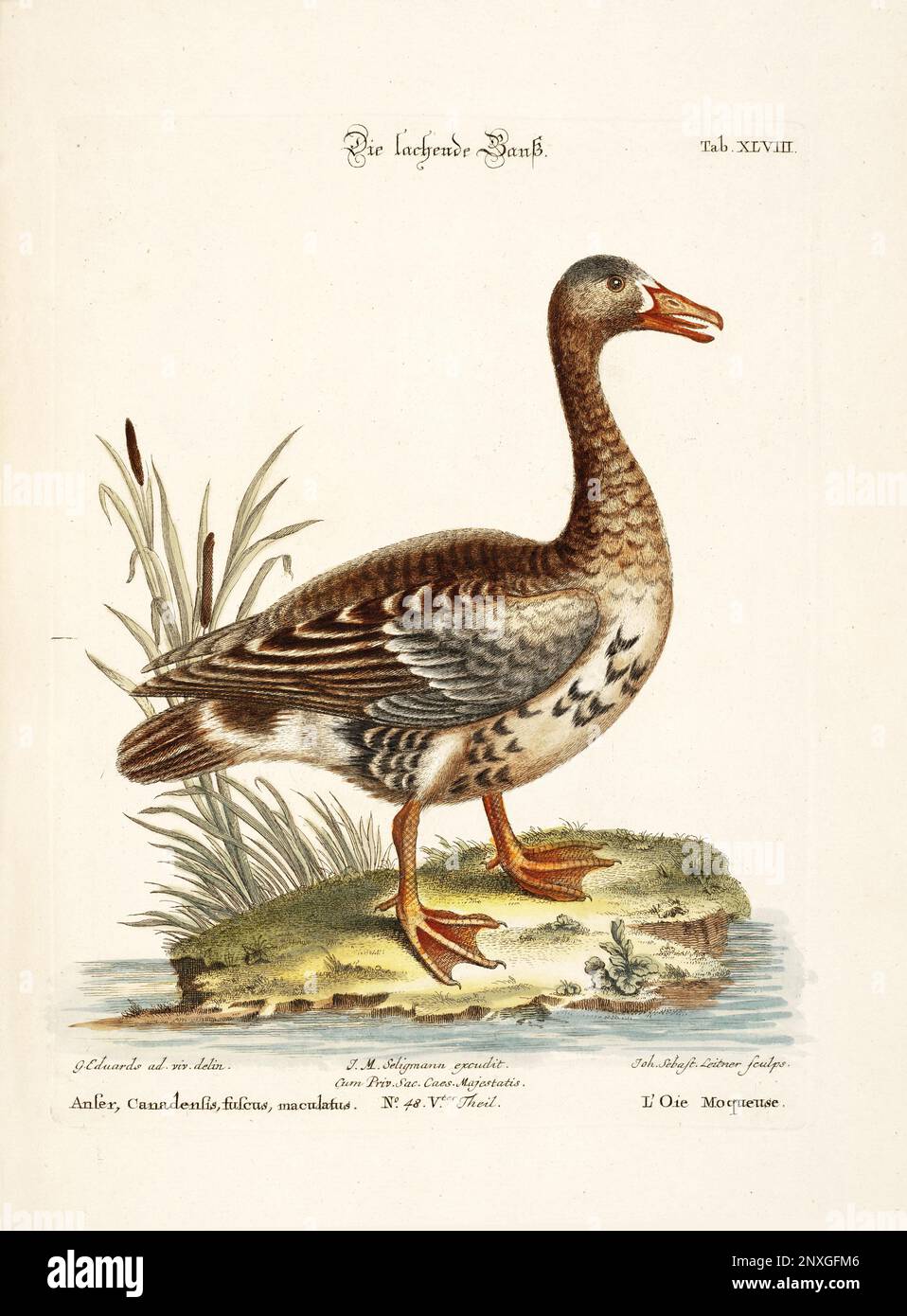 Bird illustration-The Goose-Antique plate of the dutch book: Collection of foreign and rare birds, illustrated by George Edwards-1772 Stock Photo