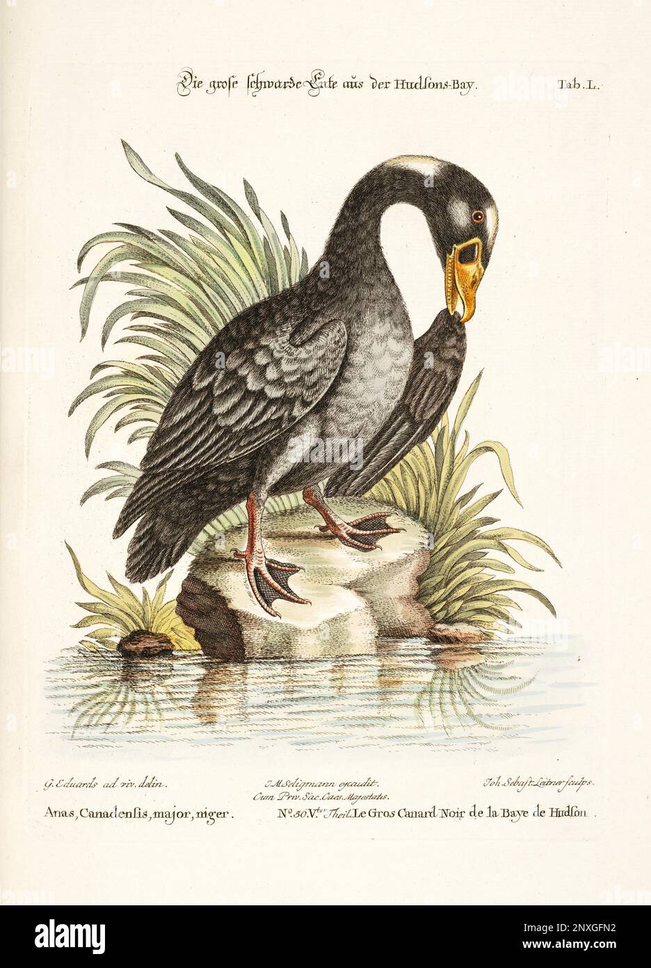 Bird illustration-Black Goose-Antique plate of the dutch book: Collection of foreign and rare birds, illustrated by George Edwards-1772 Stock Photo
