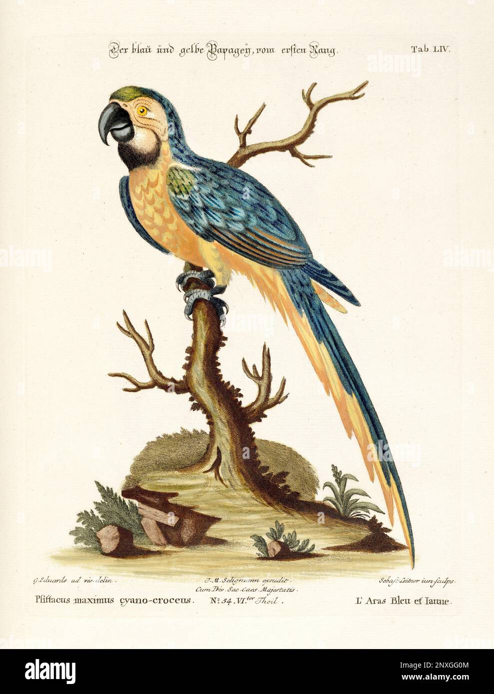 Bird illustration - Parrot - Antique plate of the dutch book: Collection of foreign and rare birds, illustrated by George Edwards-1772 Stock Photo