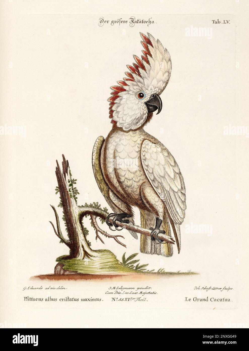 Bird illustration - Cockatoo - Antique plate of the dutch book: Collection of foreign and rare birds, illustrated by George Edwards-1772 Stock Photo