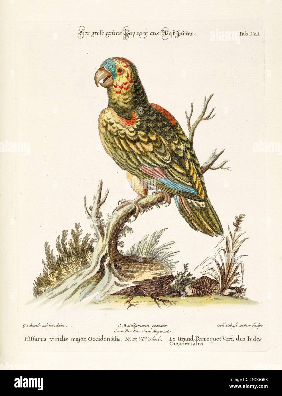 Bird illustration - Parrot - Antique plate of the dutch book: Collection of foreign and rare birds, illustrated by George Edwards-1772 Stock Photo