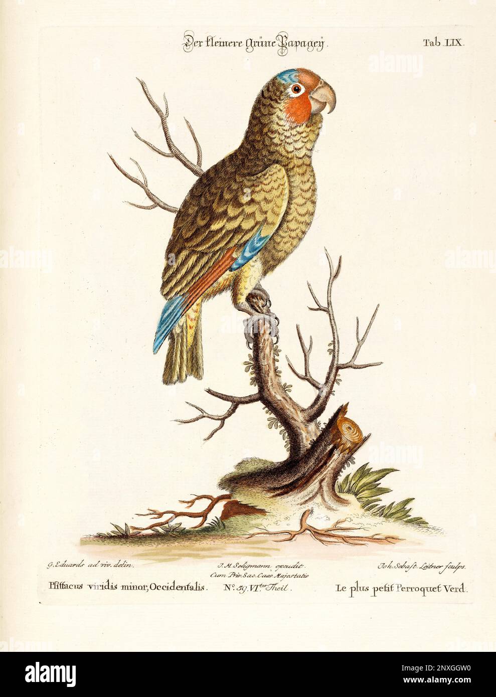 Bird illustration - Parrot - Antique plate of the dutch book: Collection of foreign and rare birds, illustrated by George Edwards-1772 Stock Photo