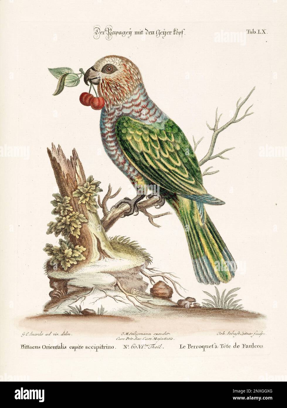 Bird illustration - Parrot - Antique plate of the dutch book: Collection of foreign and rare birds, illustrated by George Edwards-1772 Stock Photo