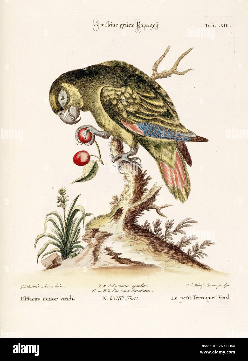 Bird illustration - Parrot - Antique plate of the dutch book: Collection of foreign and rare birds, illustrated by George Edwards-1772 Stock Photo