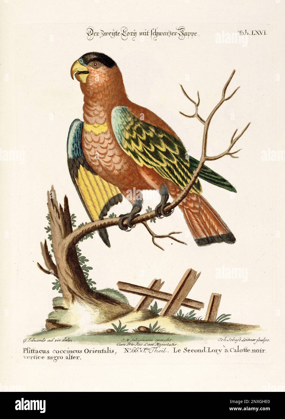 Bird illustration - Parrot - Antique plate of the dutch book: Collection of foreign and rare birds, illustrated by George Edwards-1772 Stock Photo