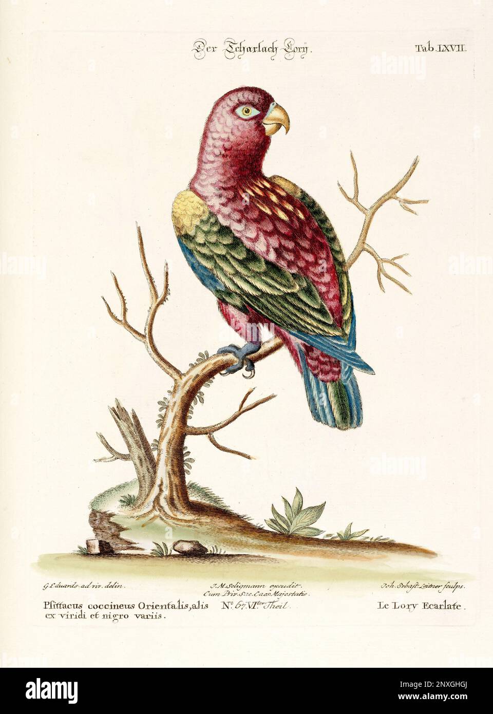 Bird illustration - Parrot - Antique plate of the dutch book: Collection of foreign and rare birds, illustrated by George Edwards-1772 Stock Photo
