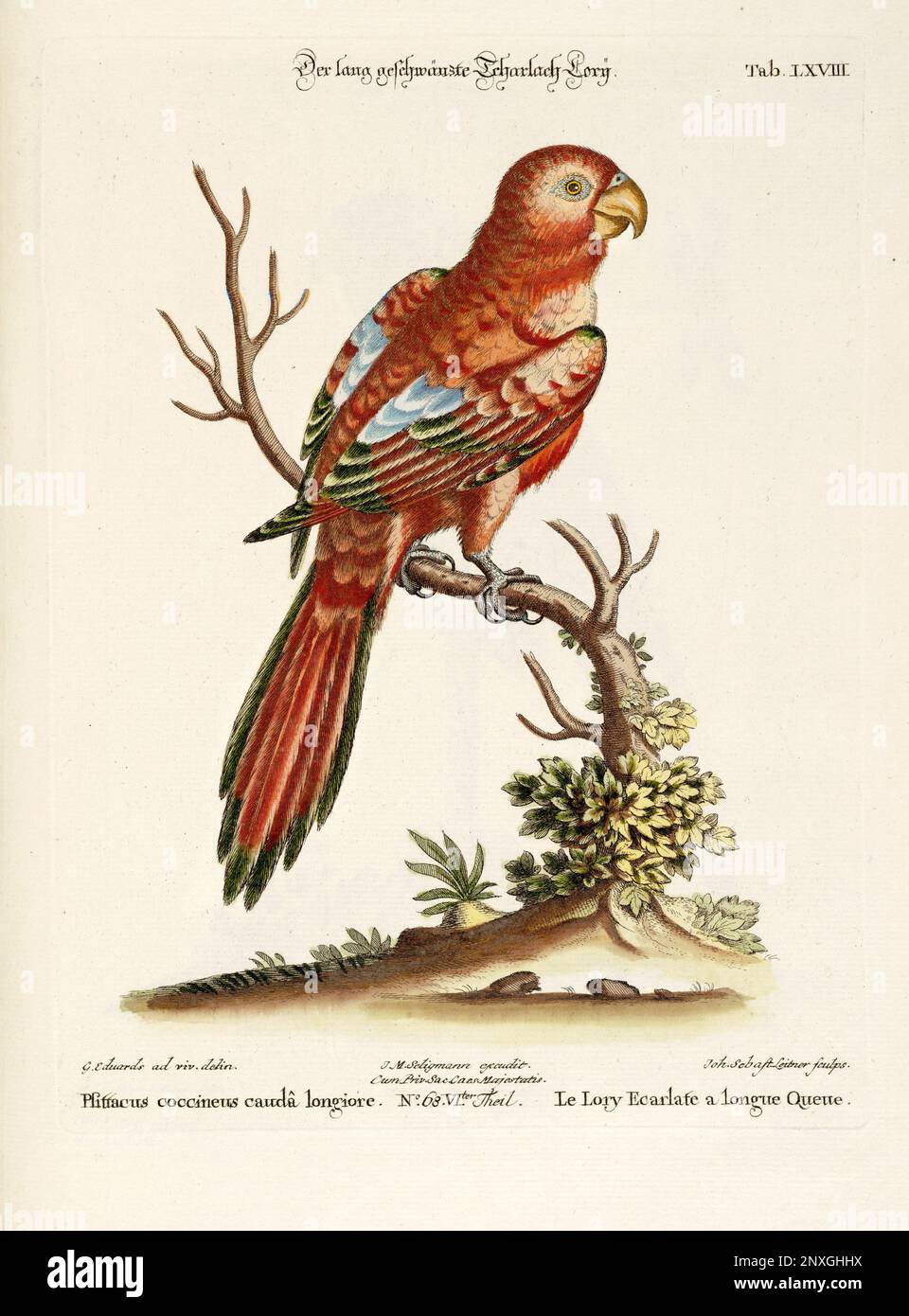 Bird illustration - Parrot - Antique plate of the dutch book: Collection of foreign and rare birds, illustrated by George Edwards-1772 Stock Photo