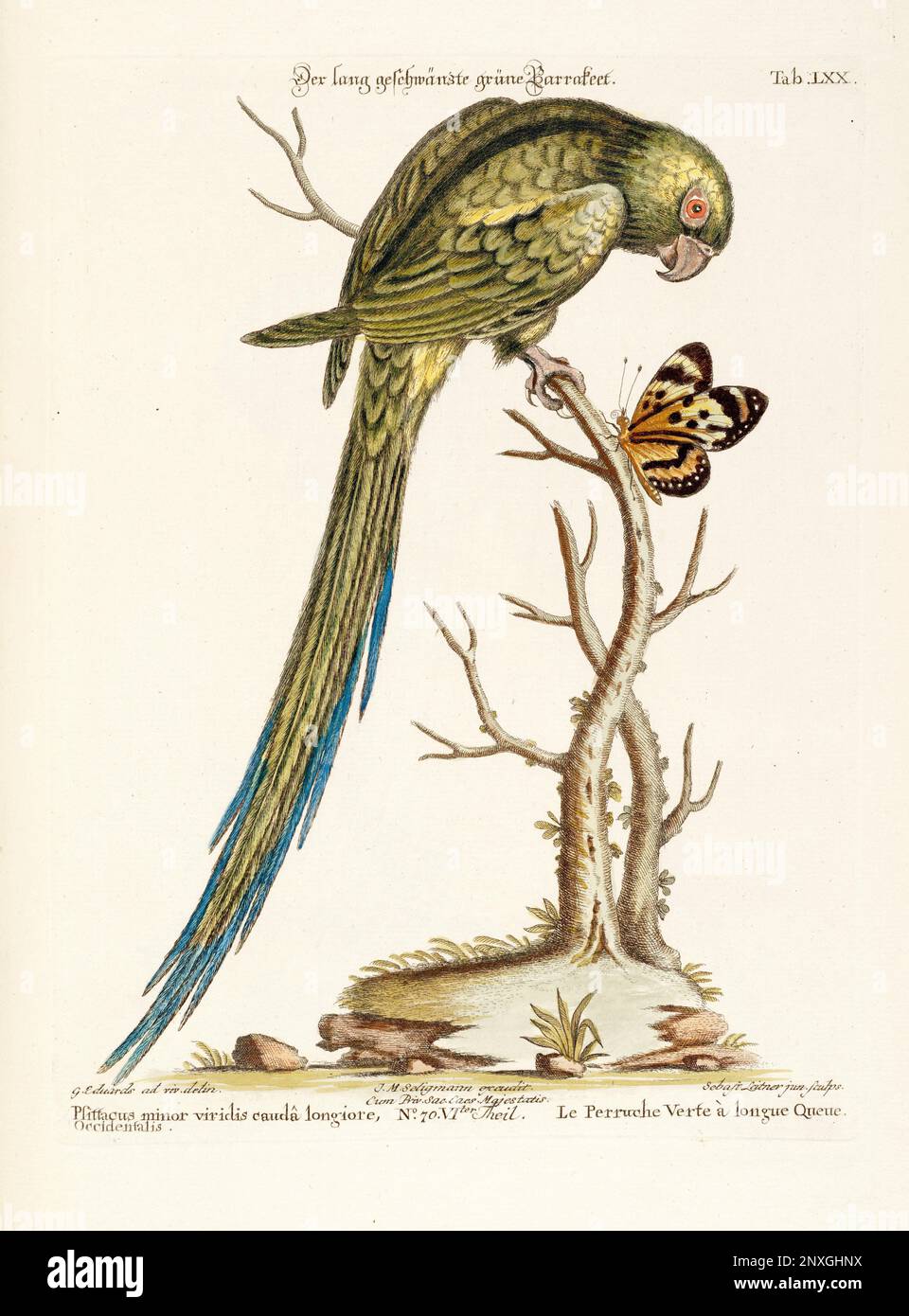 Bird illustration - Parrot - Antique plate of the dutch book: Collection of foreign and rare birds, illustrated by George Edwards-1772 Stock Photo