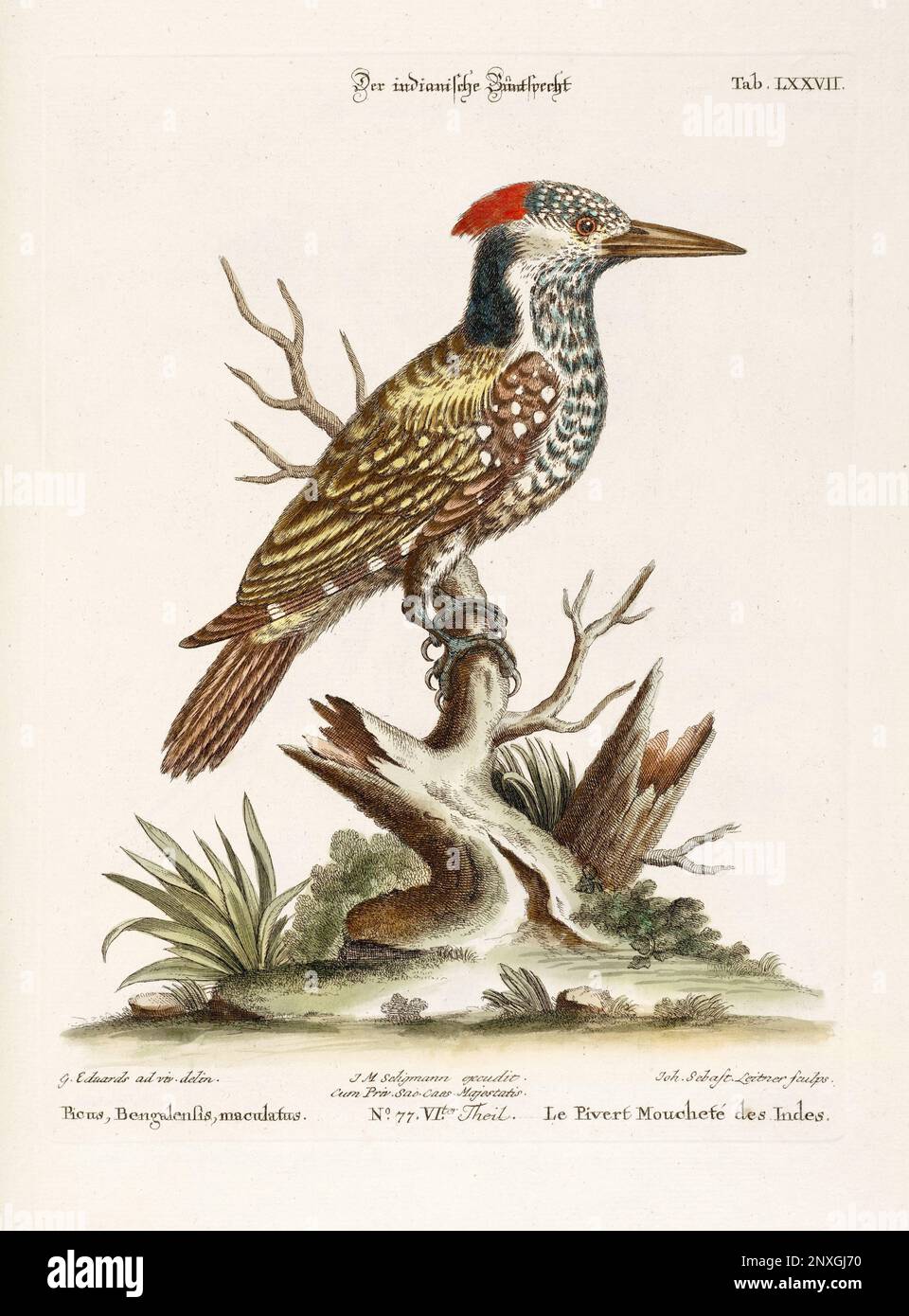 Bird illustration-Woodpecker-Antique plate of the dutch book: Collection of foreign and rare birds, illustrated by George Edwards-1772 Stock Photo