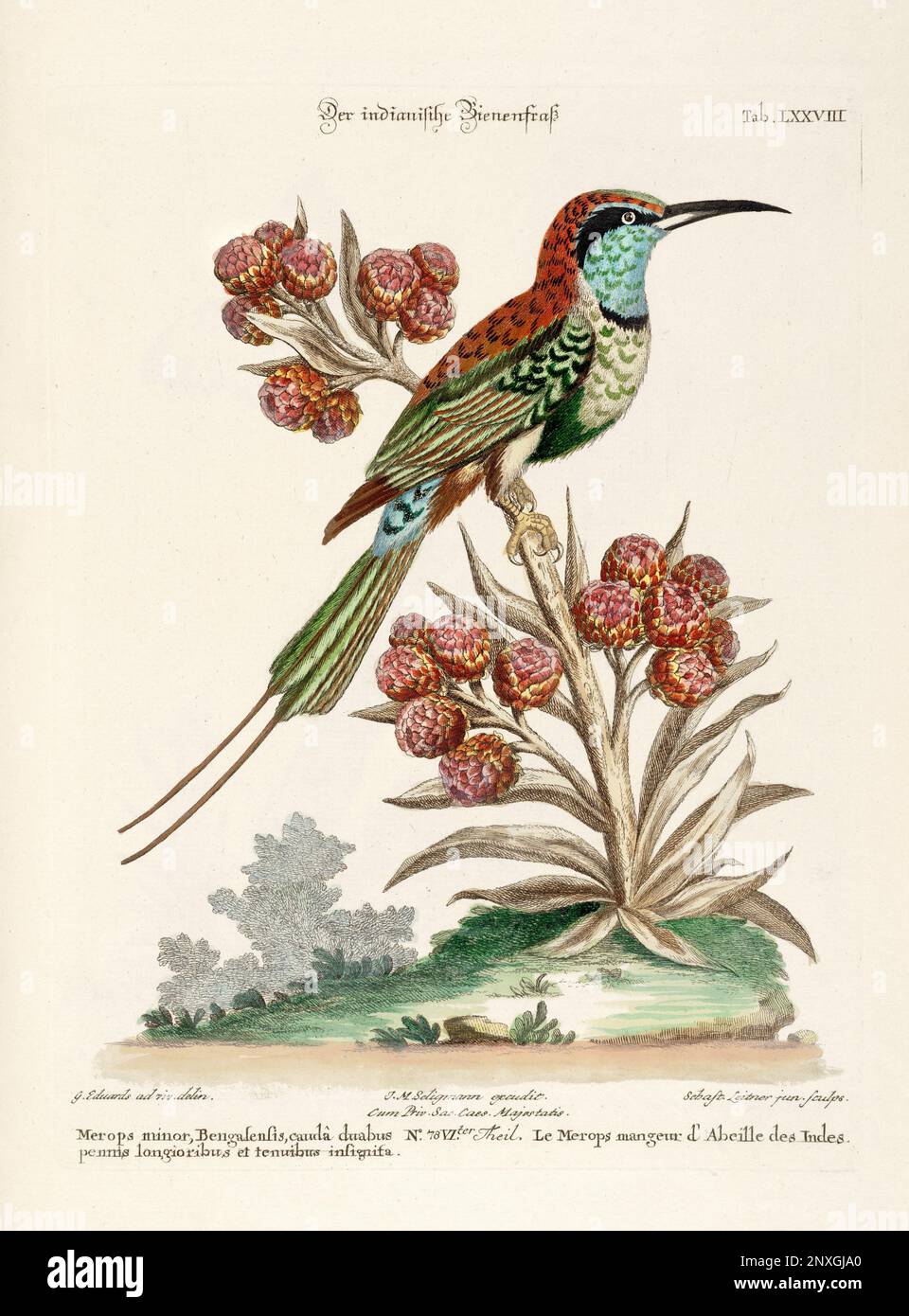 Bird illustration-The Bee-eater-Antique plate of the dutch book: Collection of foreign and rare birds, illustrated by George Edwards-1772 Stock Photo