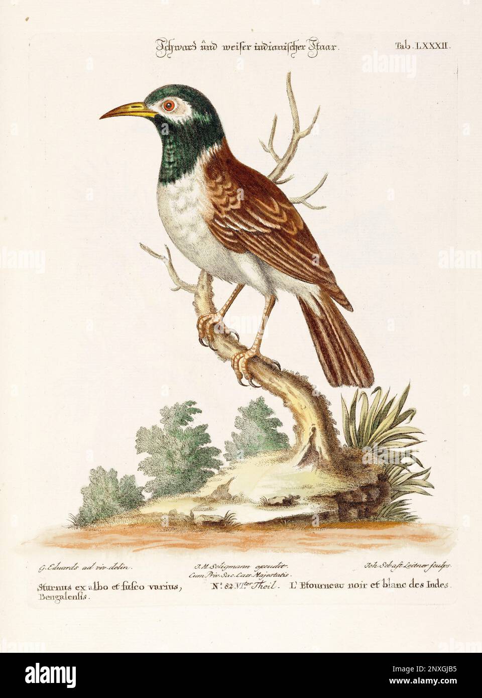 Bird illustration-The Common Starling-Antique plate of the dutch book: Collection of foreign and rare birds, illustrated by George Edwards-1772 Stock Photo