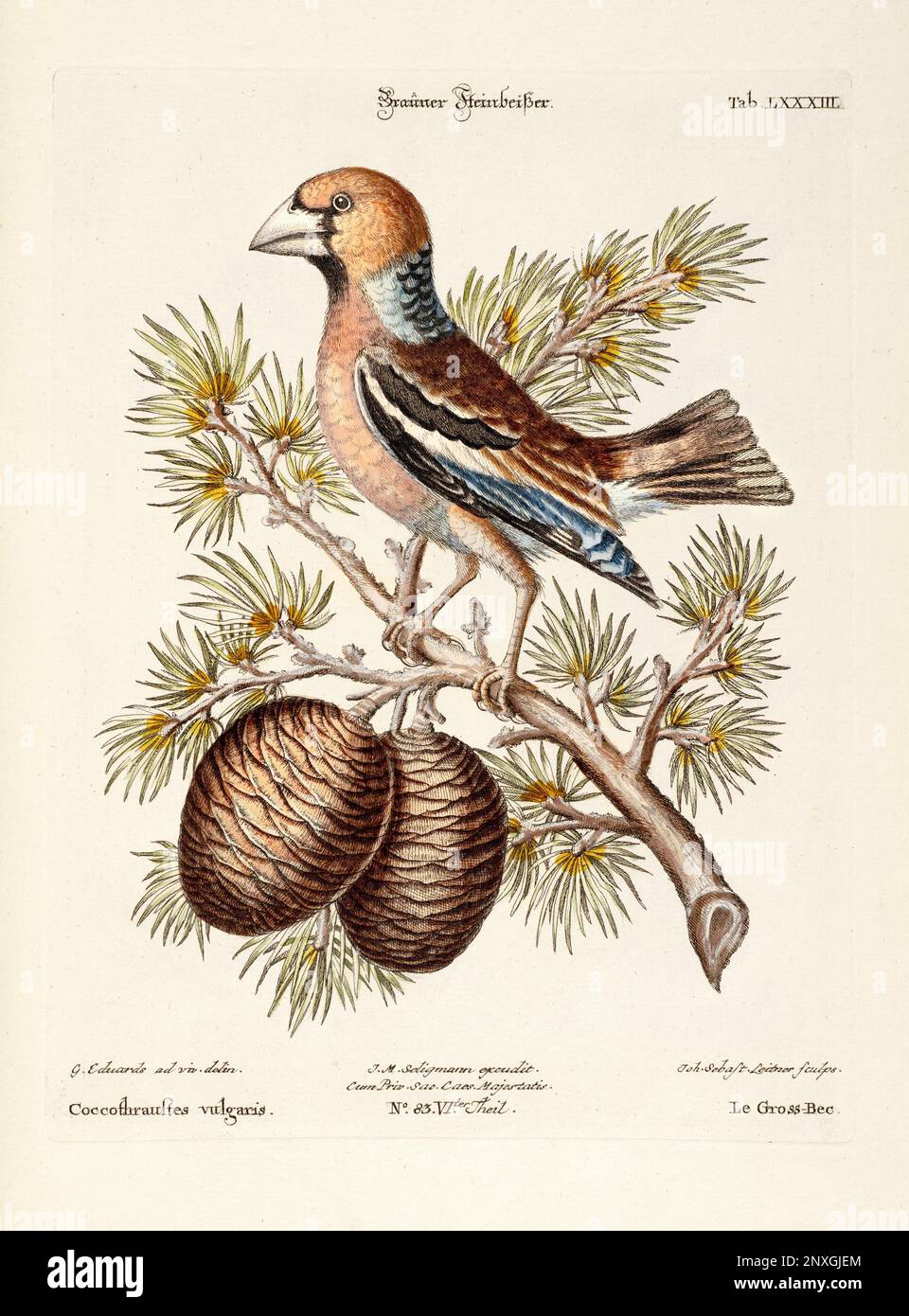 Bird illustration-The Hawfinch-Antique plate of the dutch book: Collection of foreign and rare birds, illustrated by George Edwards-1772 Stock Photo