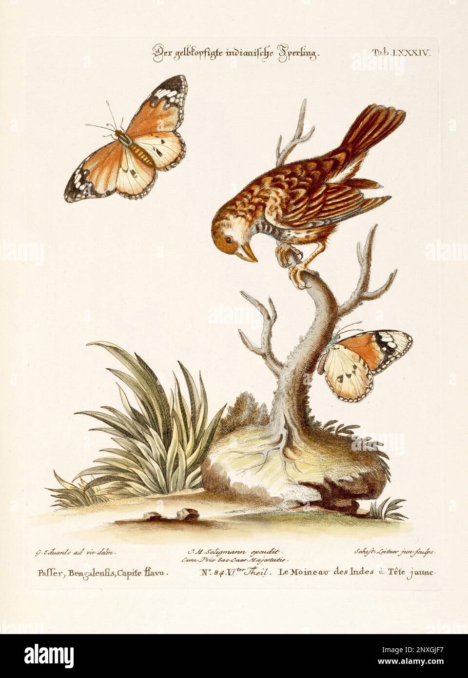 Bird illustration-Sparrow and Butterflies -Antique plate of the dutch book: Collection of foreign and rare birds, illustrated by George Edwards-1772 Stock Photo