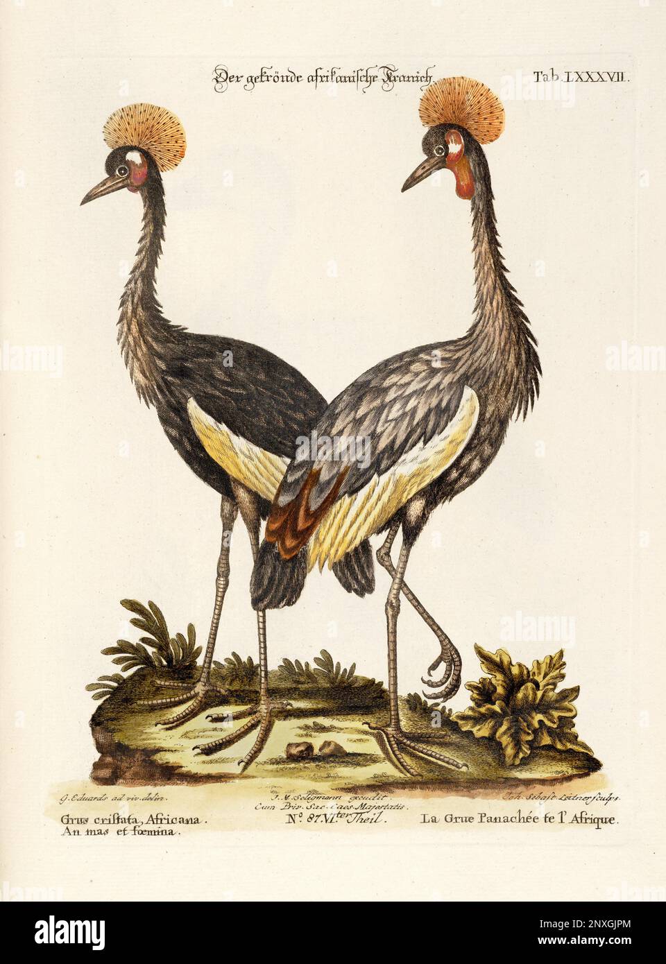 Bird illustration -The Grey Crowned Crane-Antique plate of the dutch book : Collection of foreign and rare birds, illustrated by George Edwards - 1772 Stock Photo