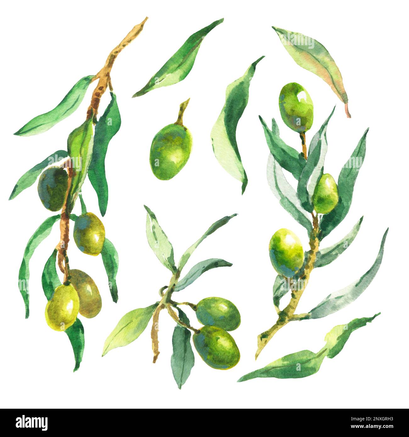 Watercolor set of olive branches, leaves and berries. Hand painted ...