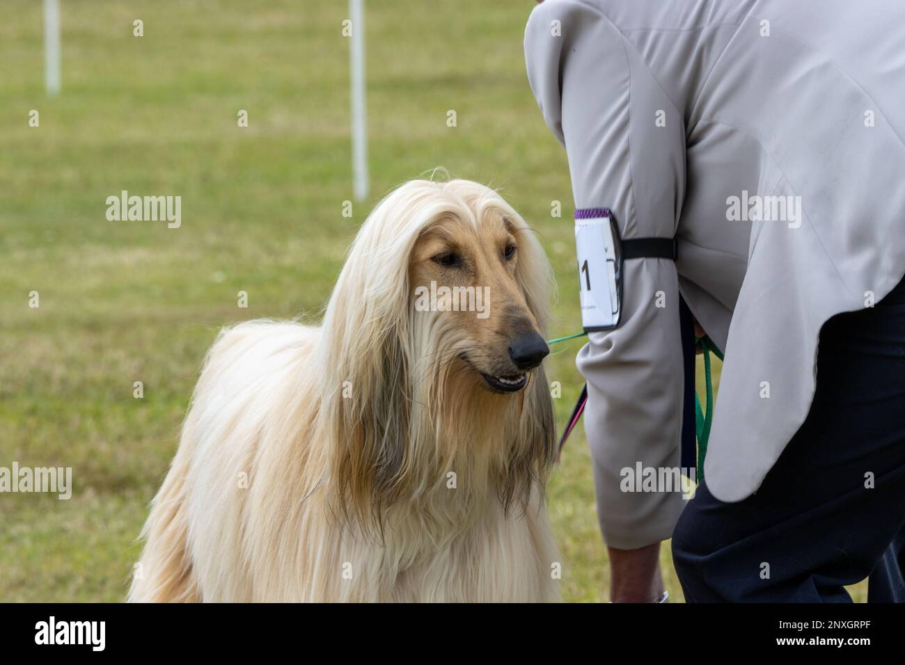 EXETER, DEVON, UK JULY 1, 2022 a very large dog with long coat on a